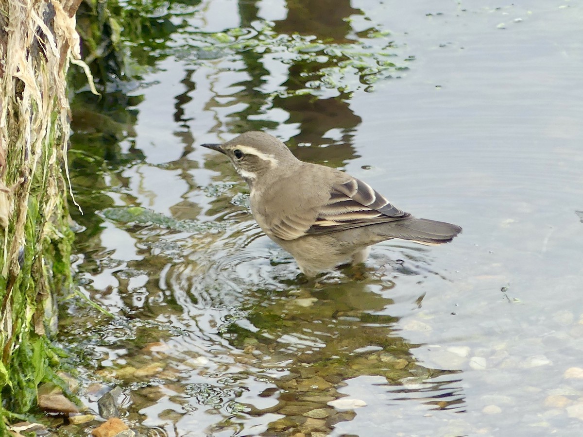 Buff-winged Cinclodes - Charles Duncan