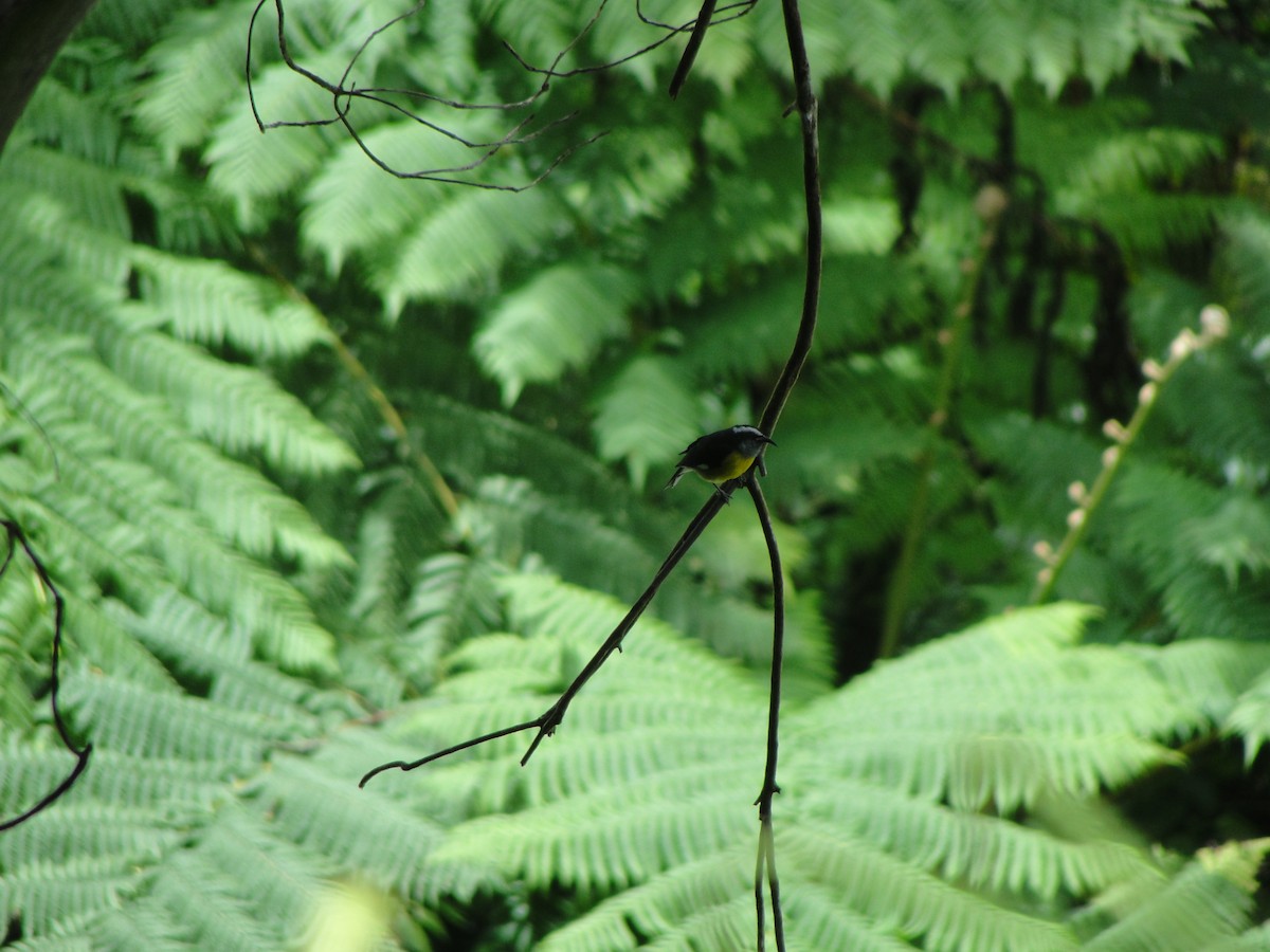 Bananaquit - Eric Seaman