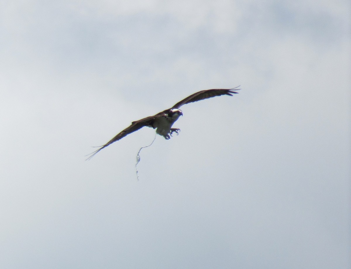 Águila Pescadora - ML615867064