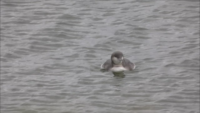 Arctic Loon - ML615867087