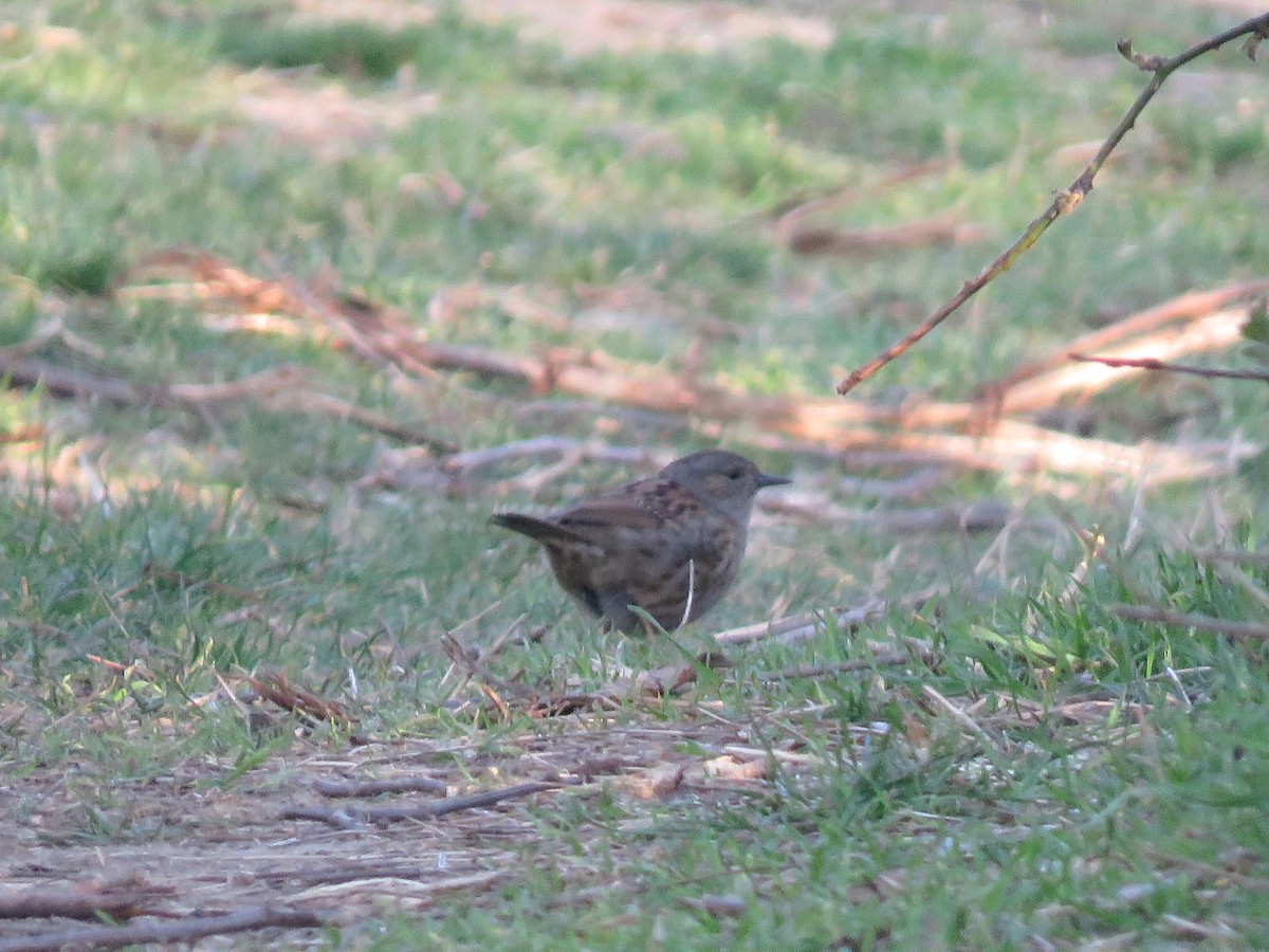 Dunnock - ML615867154