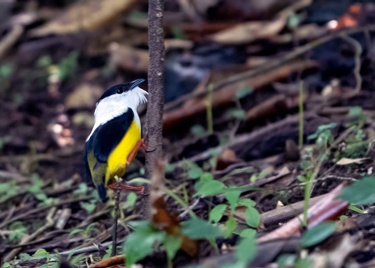 White-collared Manakin - ML615867164
