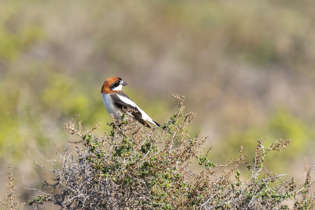 Woodchat Shrike - ML615867175