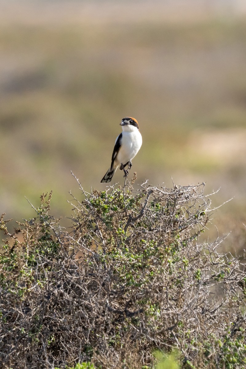 Woodchat Shrike - ML615867179