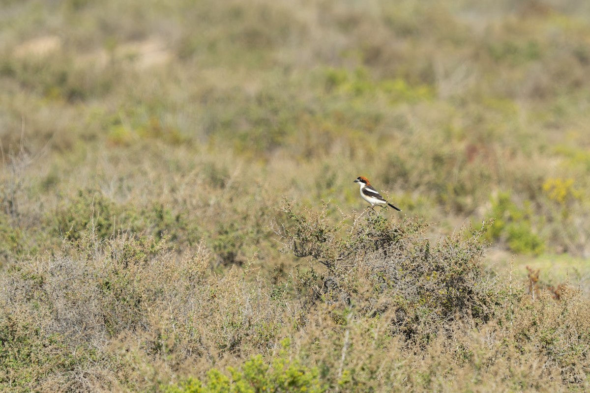 Woodchat Shrike - ML615867186