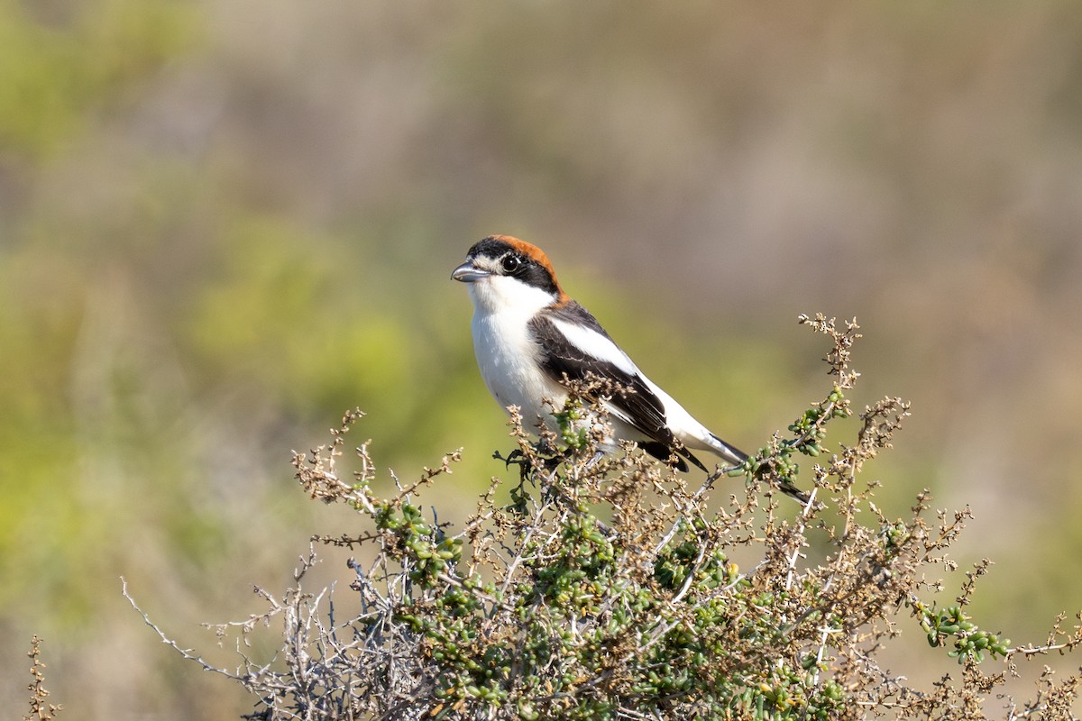 Woodchat Shrike - ML615867199