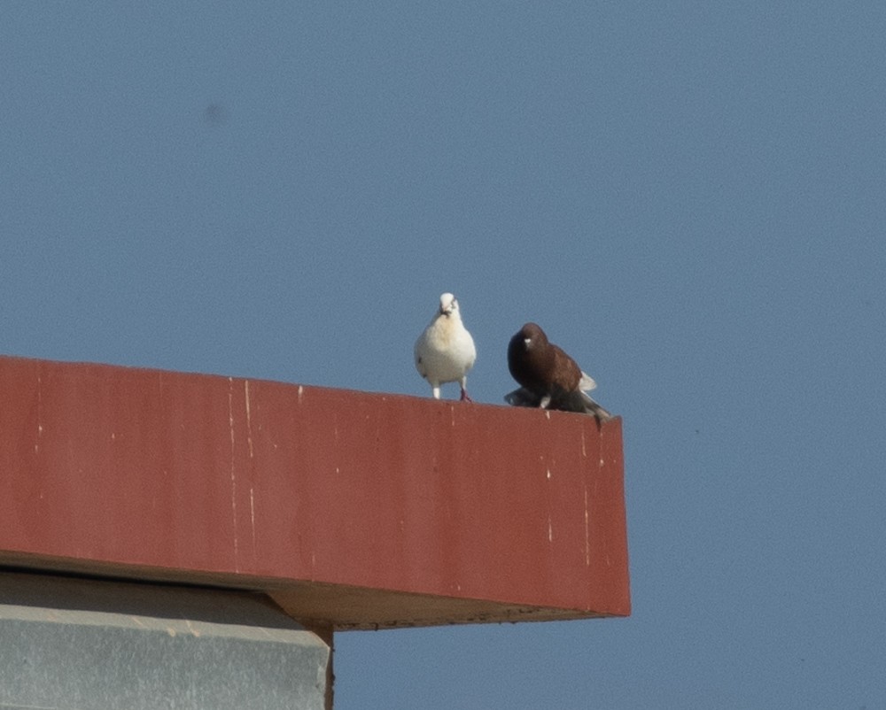 Rock Pigeon (Feral Pigeon) - ML615867208