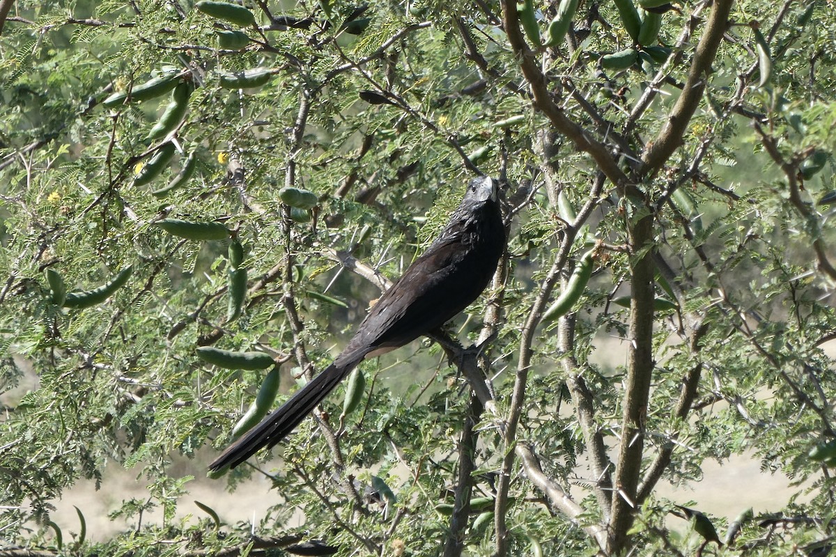 Groove-billed Ani - Taylor Yarborough