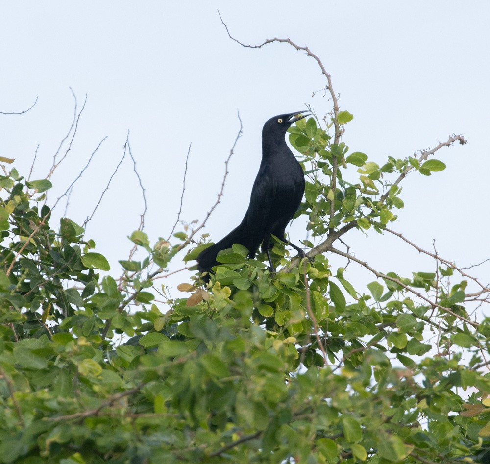 Greater Antillean Grackle - Lindy Fung