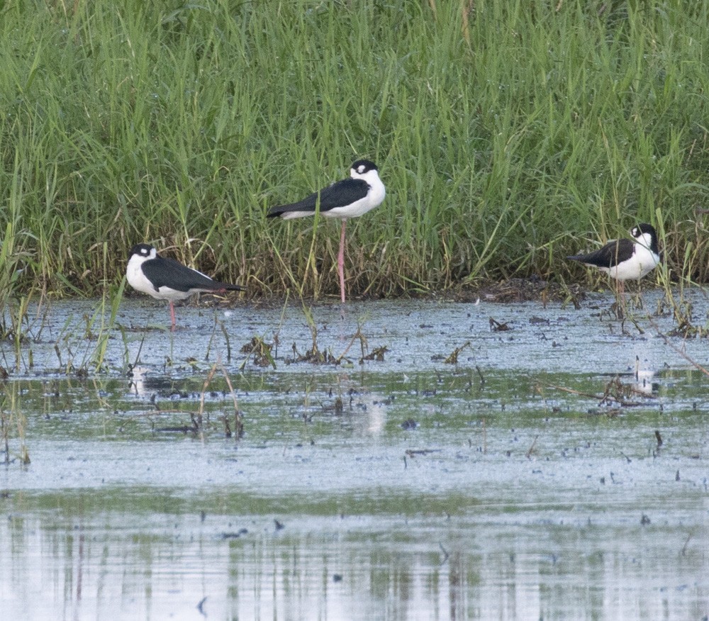 Black-necked Stilt - ML615867236