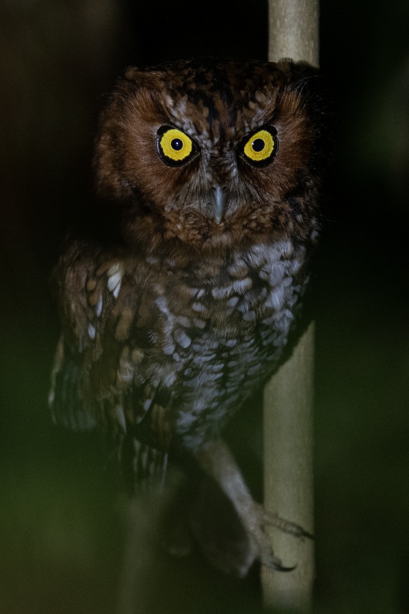 Bearded Screech-Owl - ML615867255