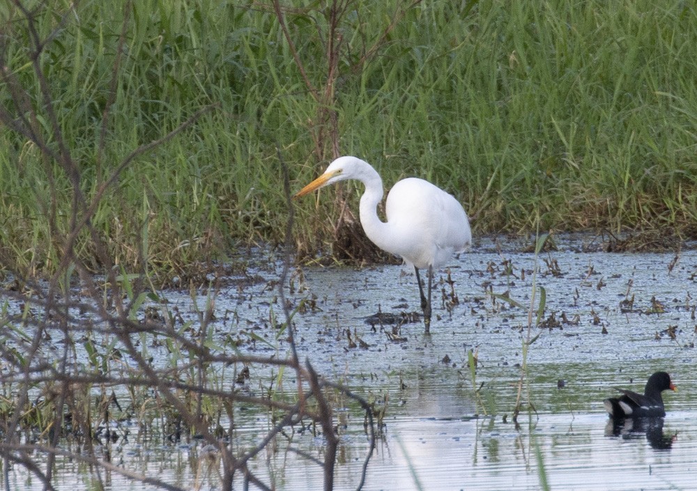 Great Egret - Lindy Fung