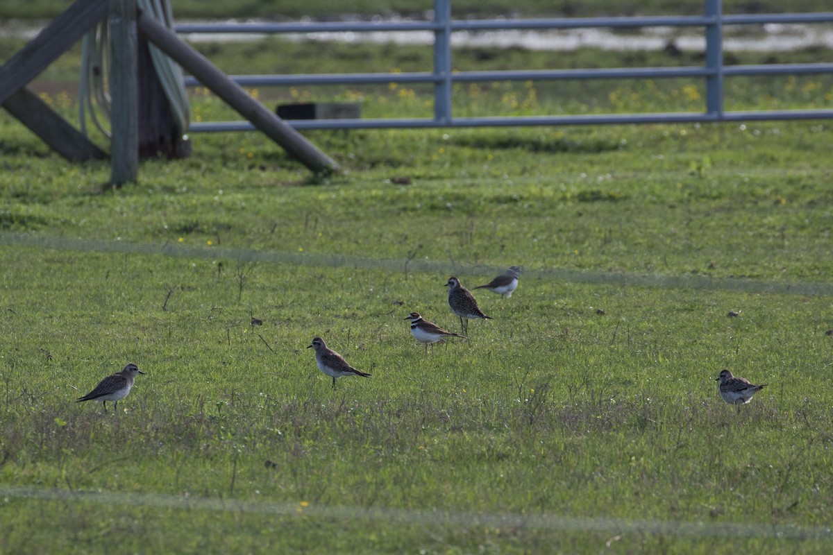 American Golden-Plover - ML615867262