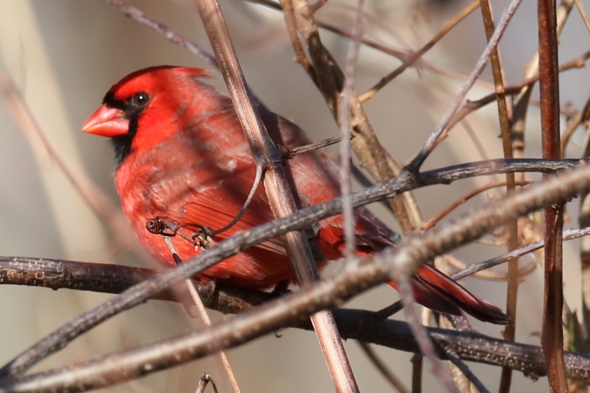 Northern Cardinal - ML615867281