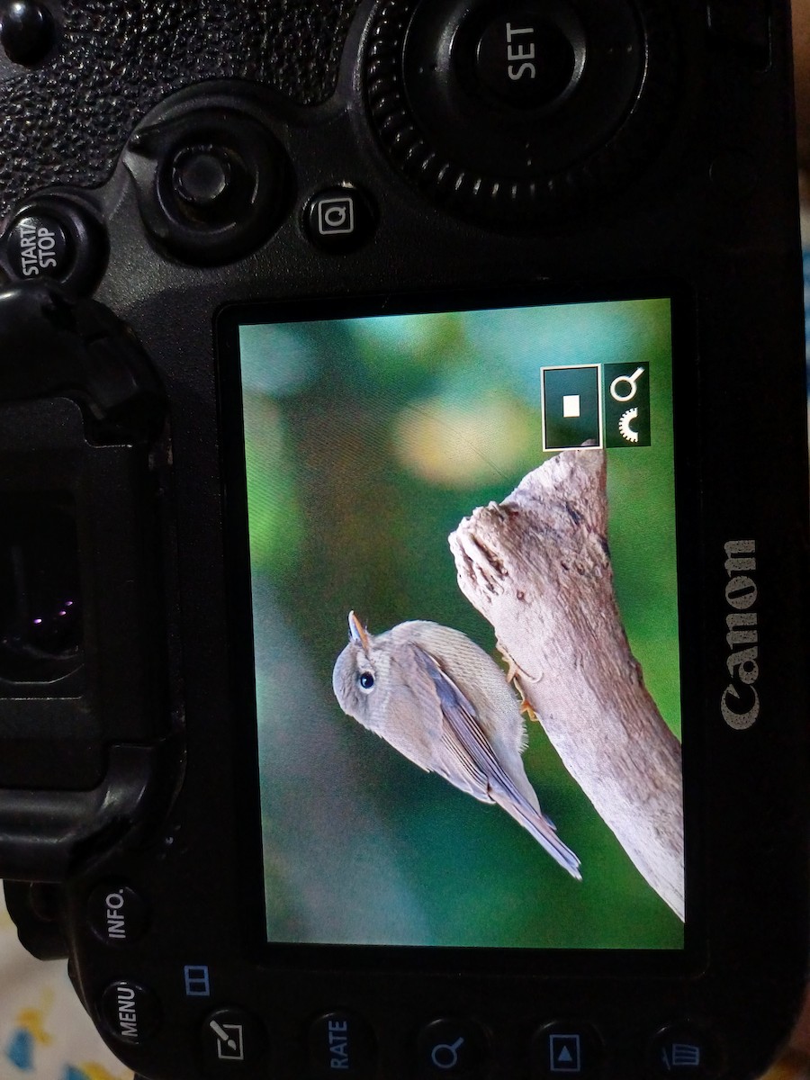 Brown-breasted Flycatcher - Swapnil Thatte