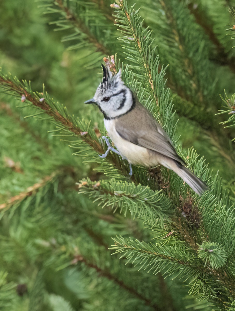 Crested Tit - ML615867375