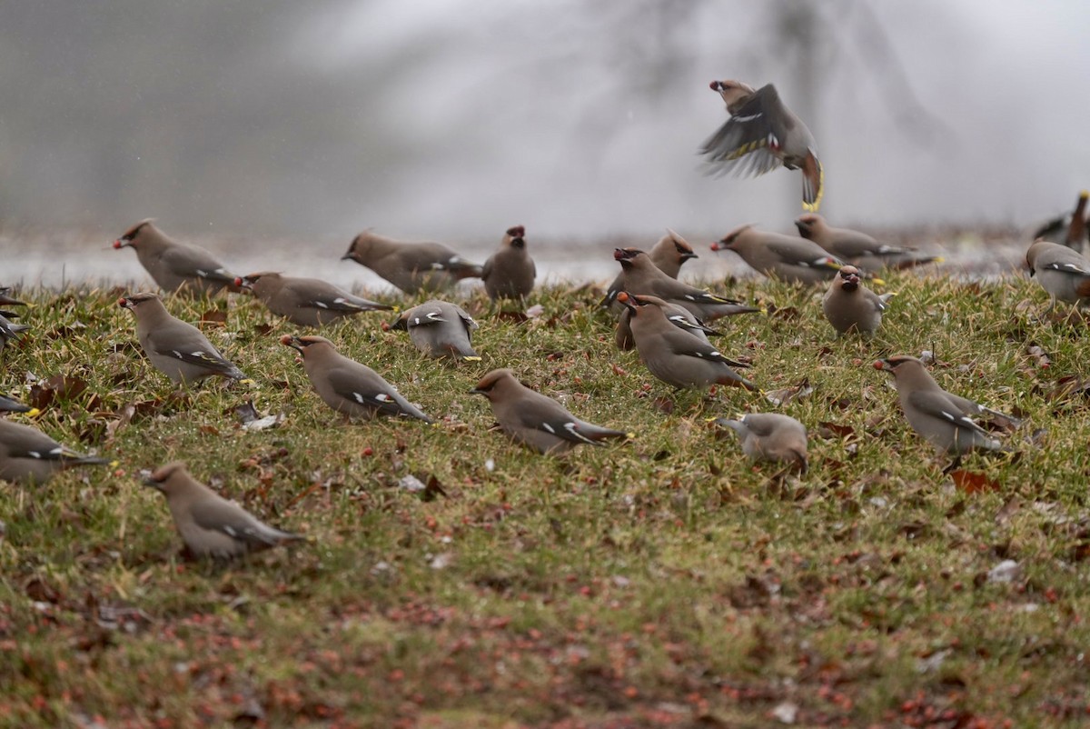 Bohemian Waxwing - ML615867377