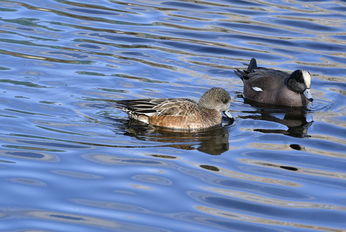 American Wigeon - ML615867416