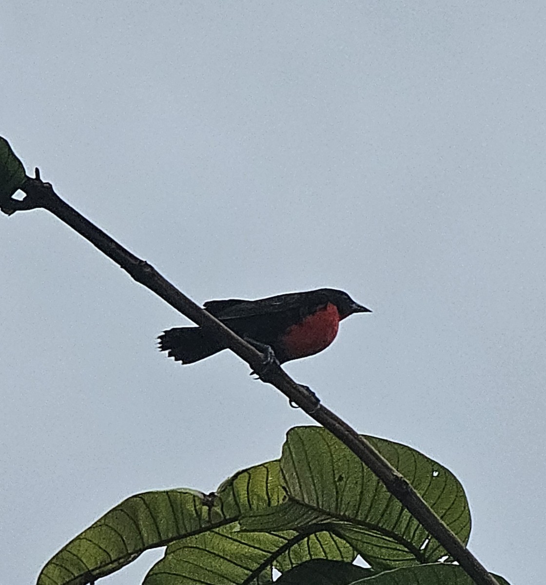 Red-breasted Meadowlark - ML615867438