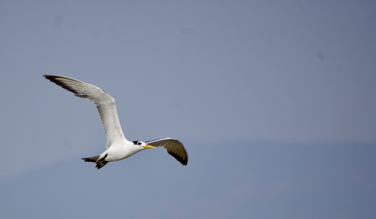 Great Crested Tern - ML615867469