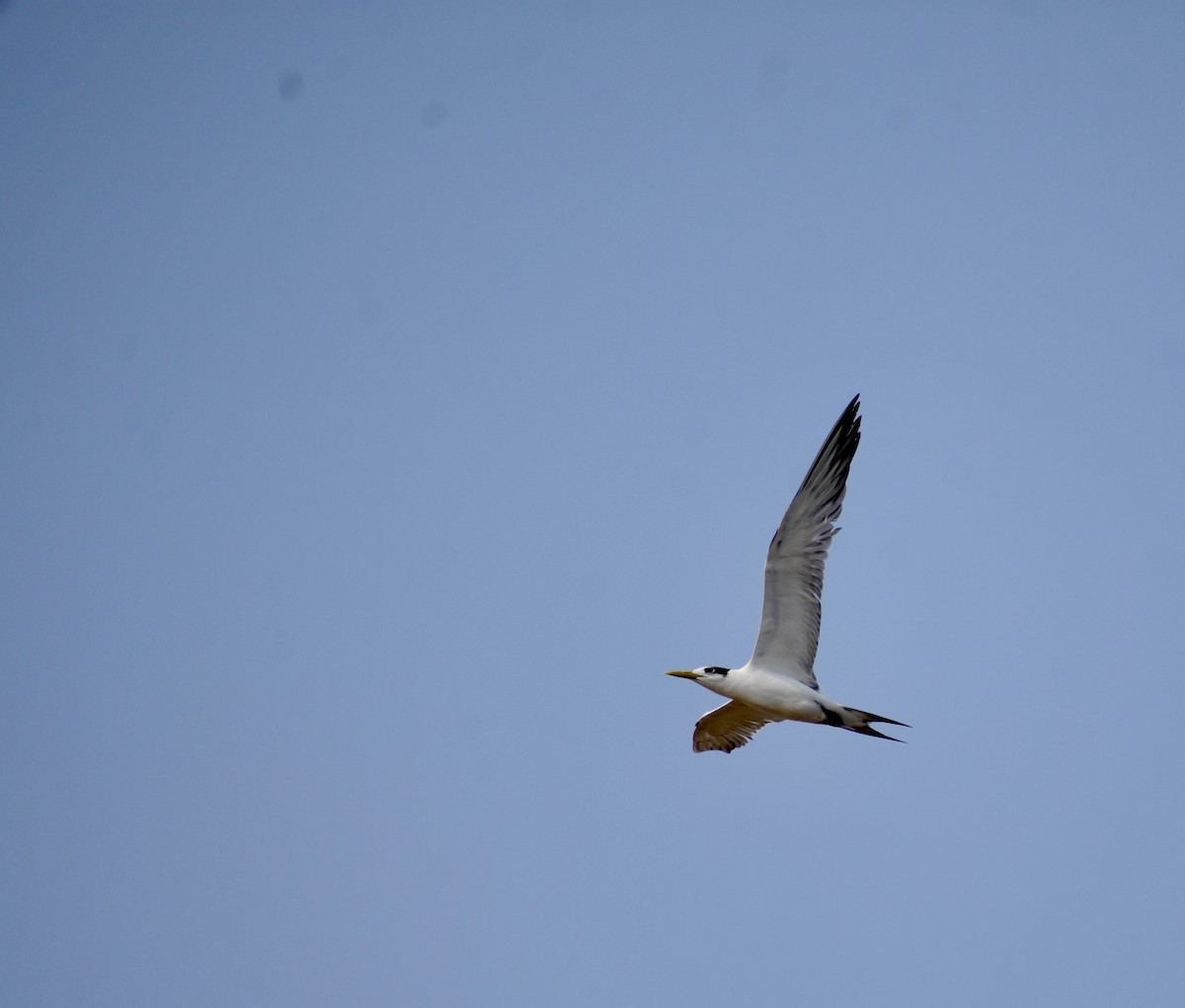 Great Crested Tern - ML615867471