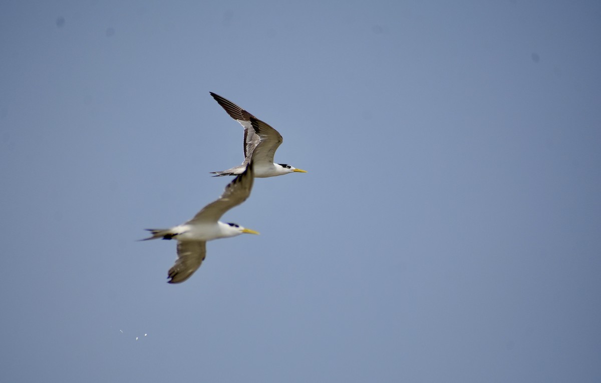 Great Crested Tern - ML615867472