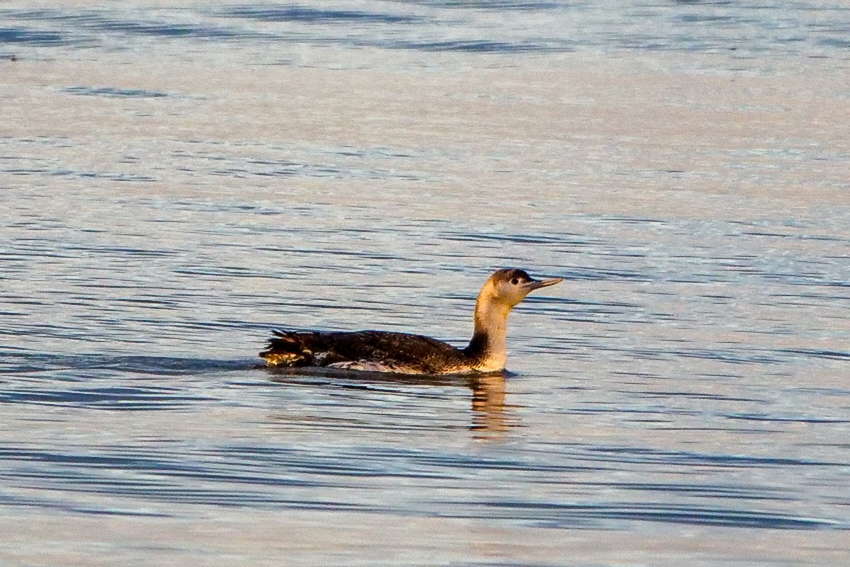 Red-throated Loon - ML615867481