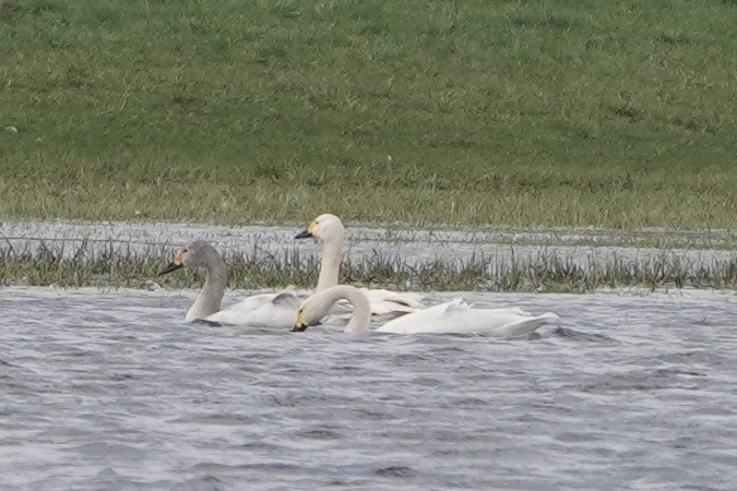 Tundra Swan - ML615867487