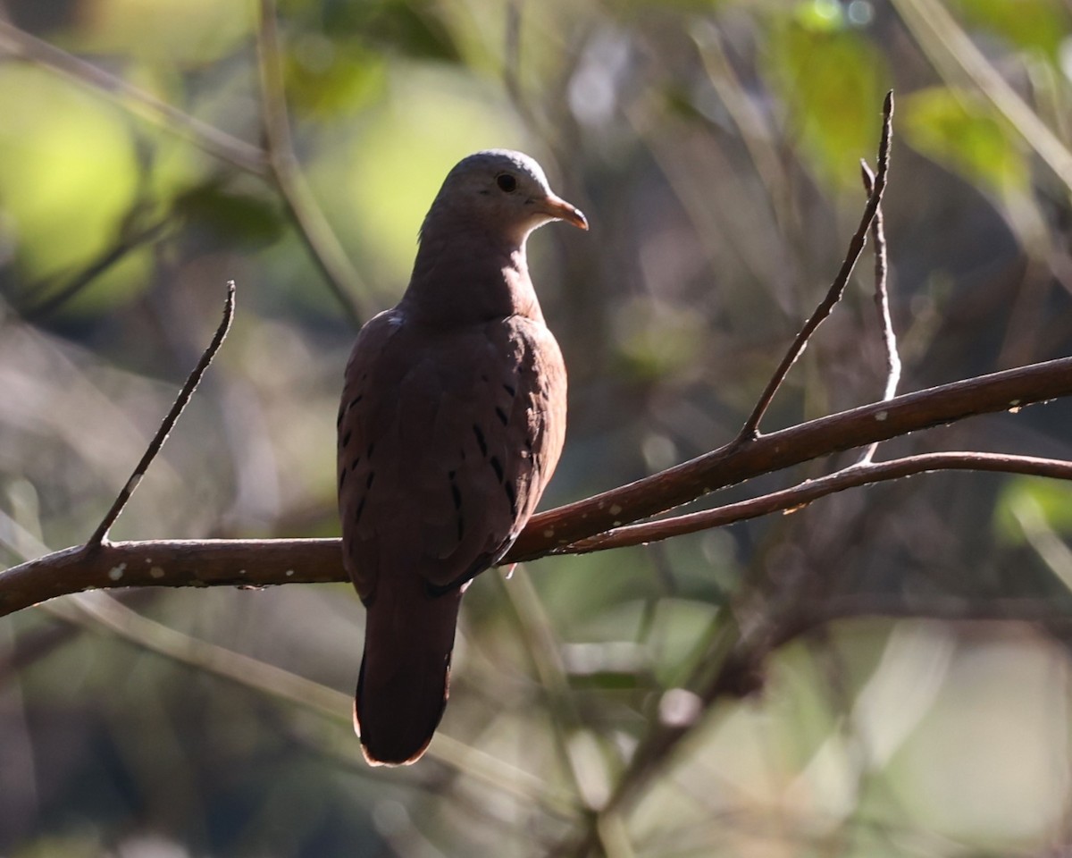 Common Ground Dove - ML615867500