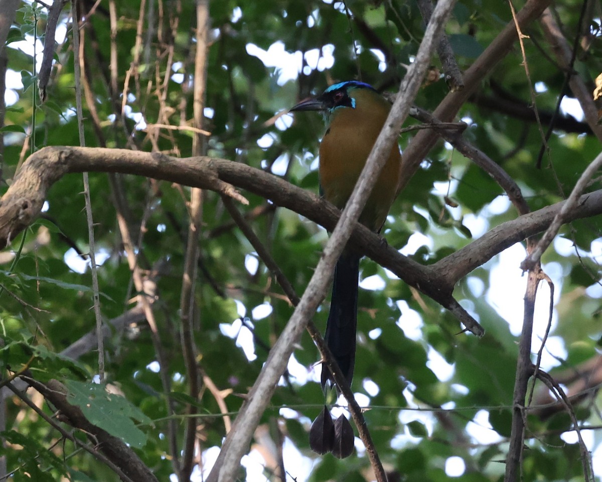 Diademmotmot - ML615867580