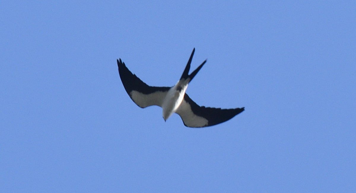 Swallow-tailed Kite - ML615867601