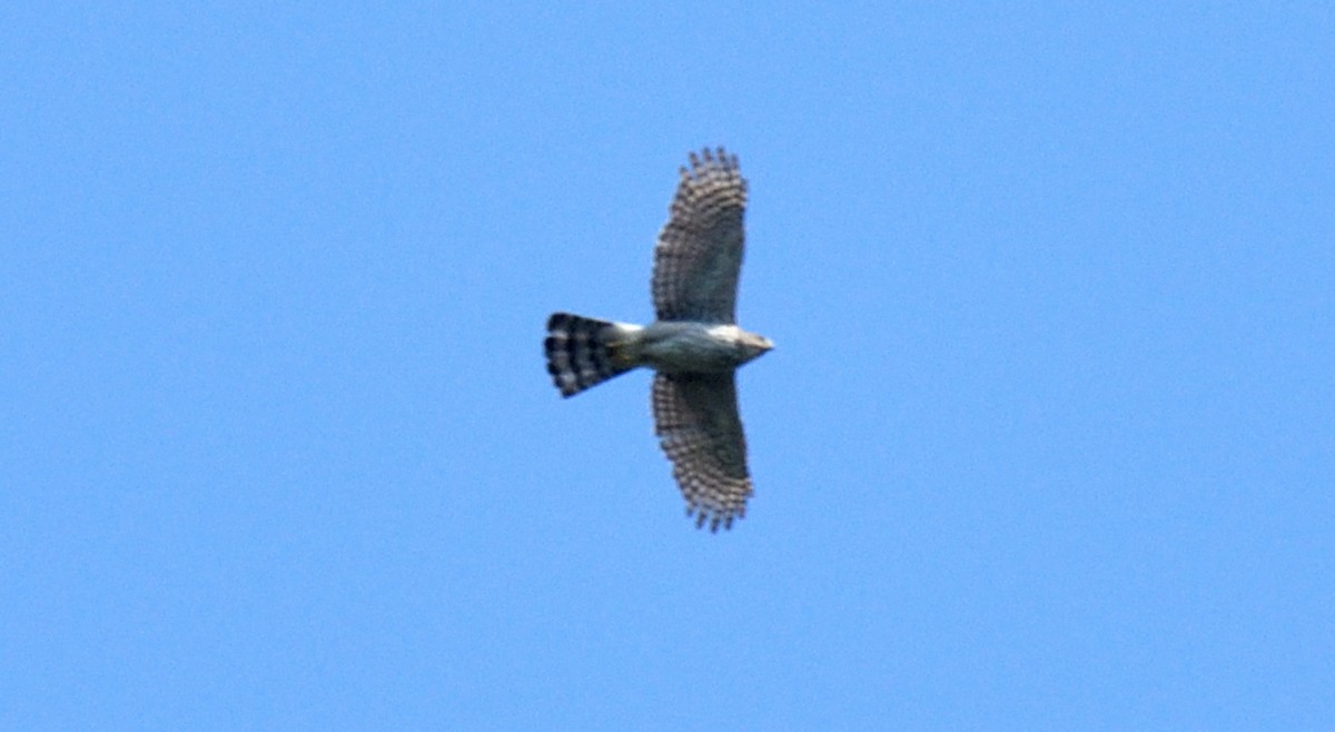 Cooper's Hawk - ML615867612