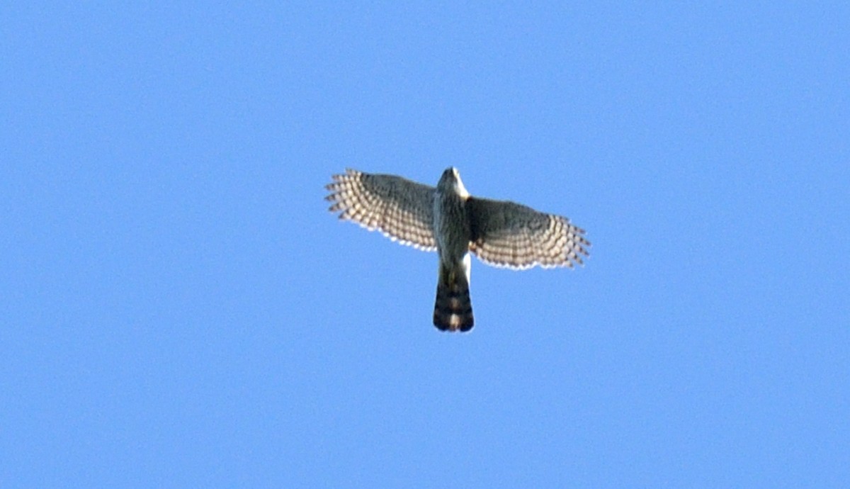 Cooper's Hawk - ML615867613