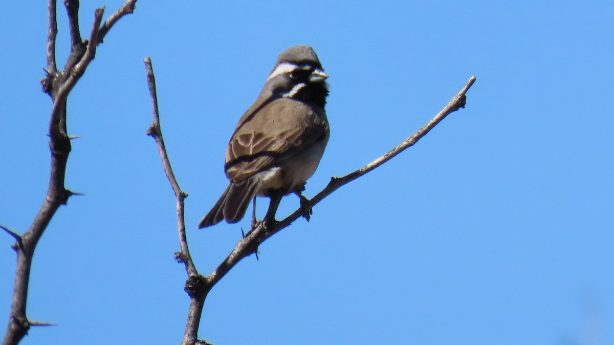 Black-throated Sparrow - ML615867616