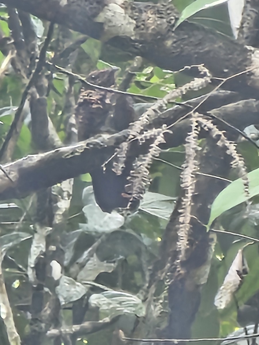 Blackish Nightjar - Wim Jacobs