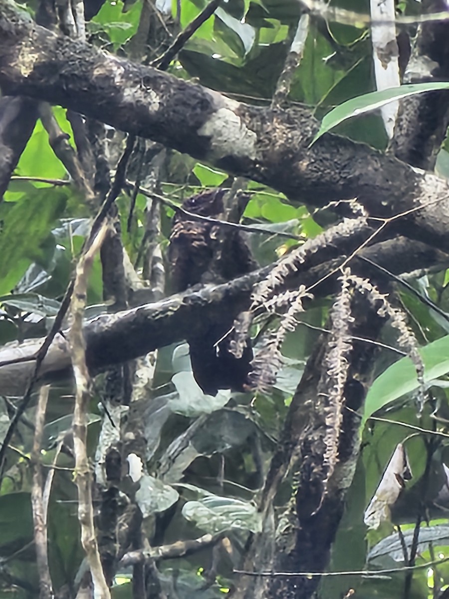 Blackish Nightjar - ML615867623