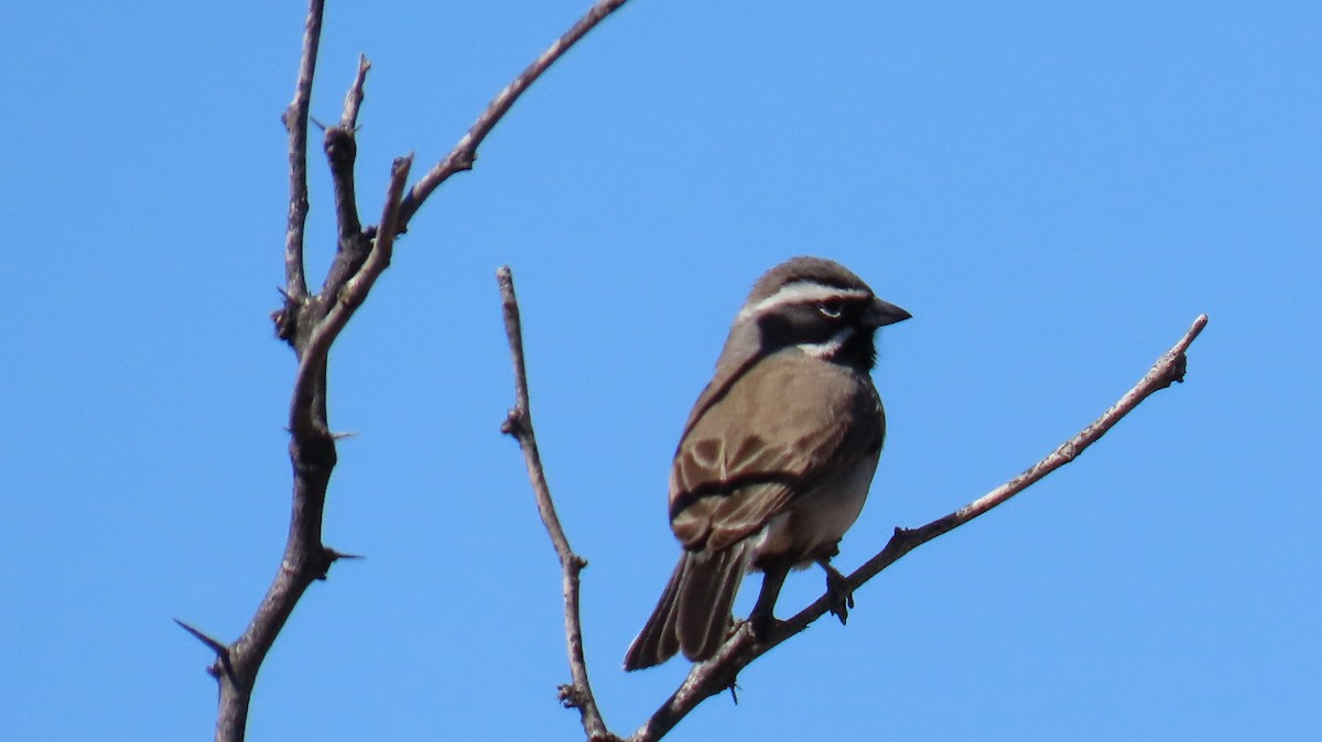 Black-throated Sparrow - ML615867631