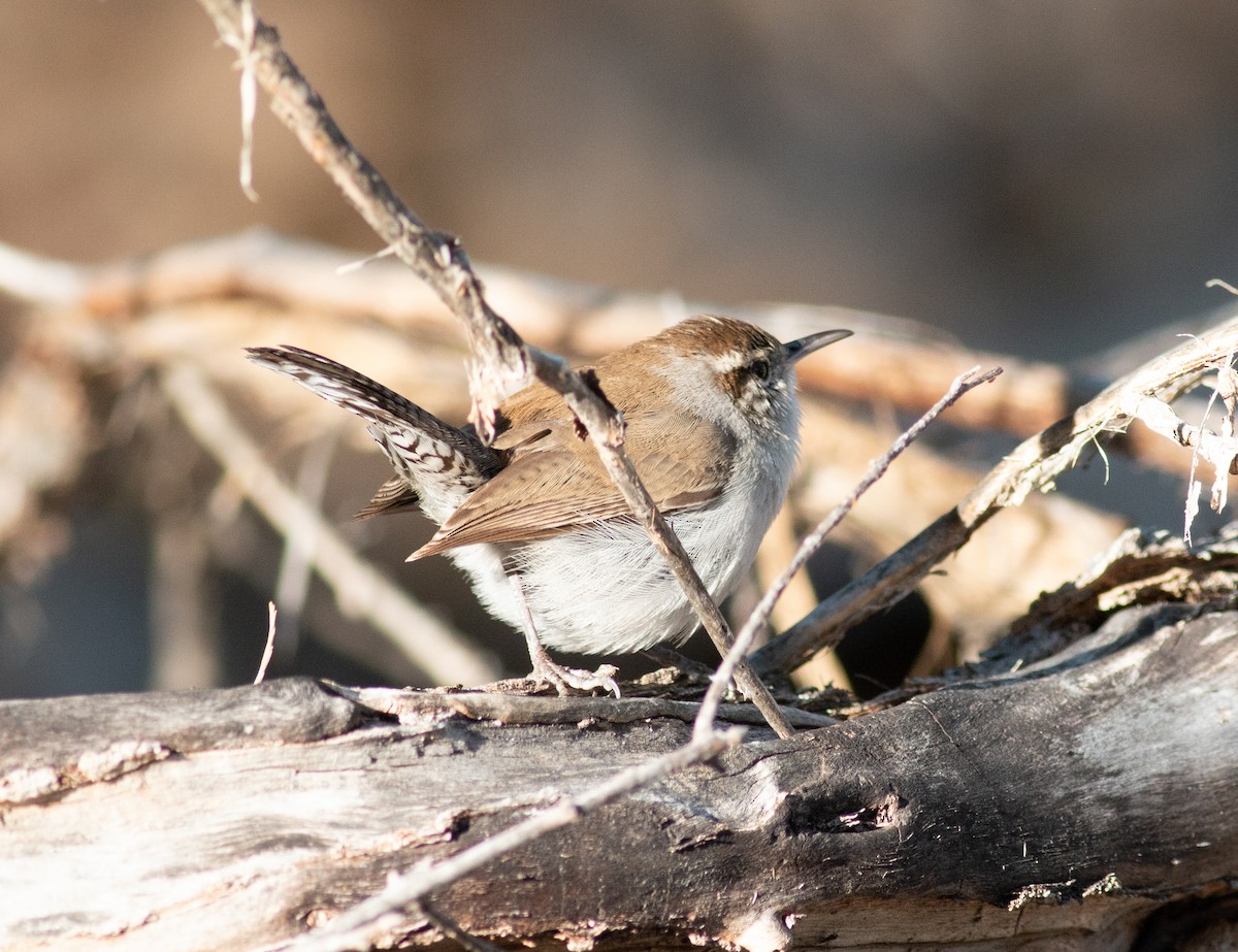 Bewick's Wren - ML615867652