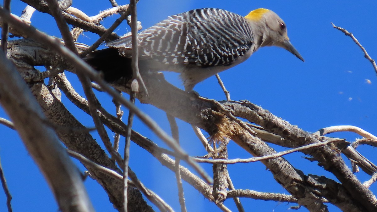 Golden-fronted Woodpecker - ML615867653