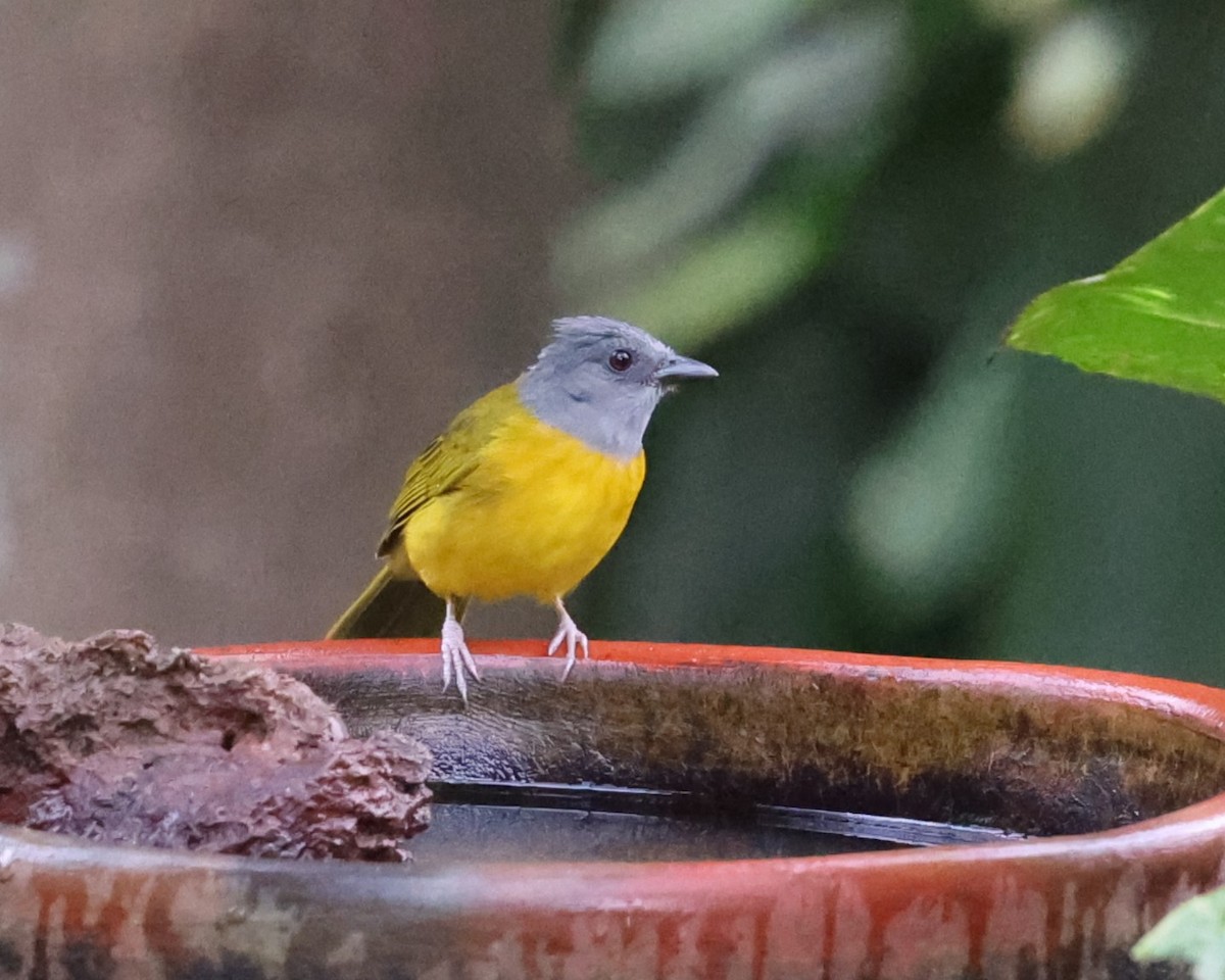 Gray-headed Tanager - ML615867698