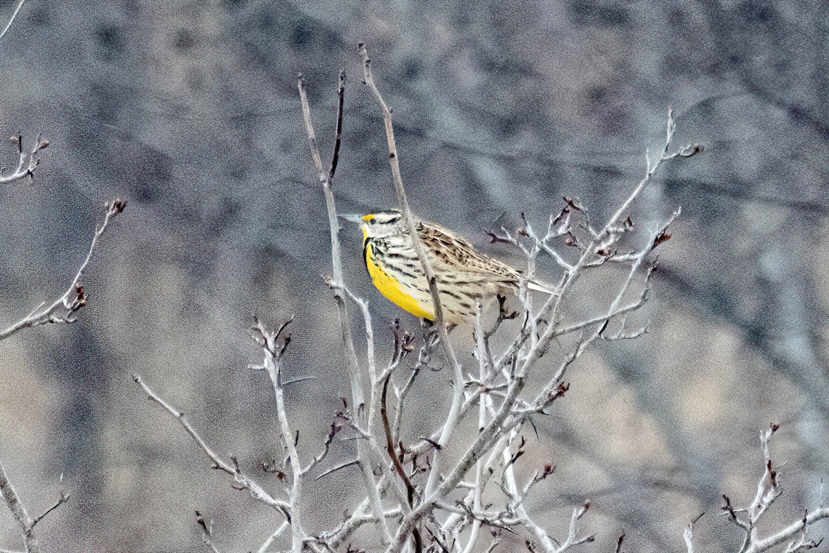 Eastern Meadowlark - ML615867755