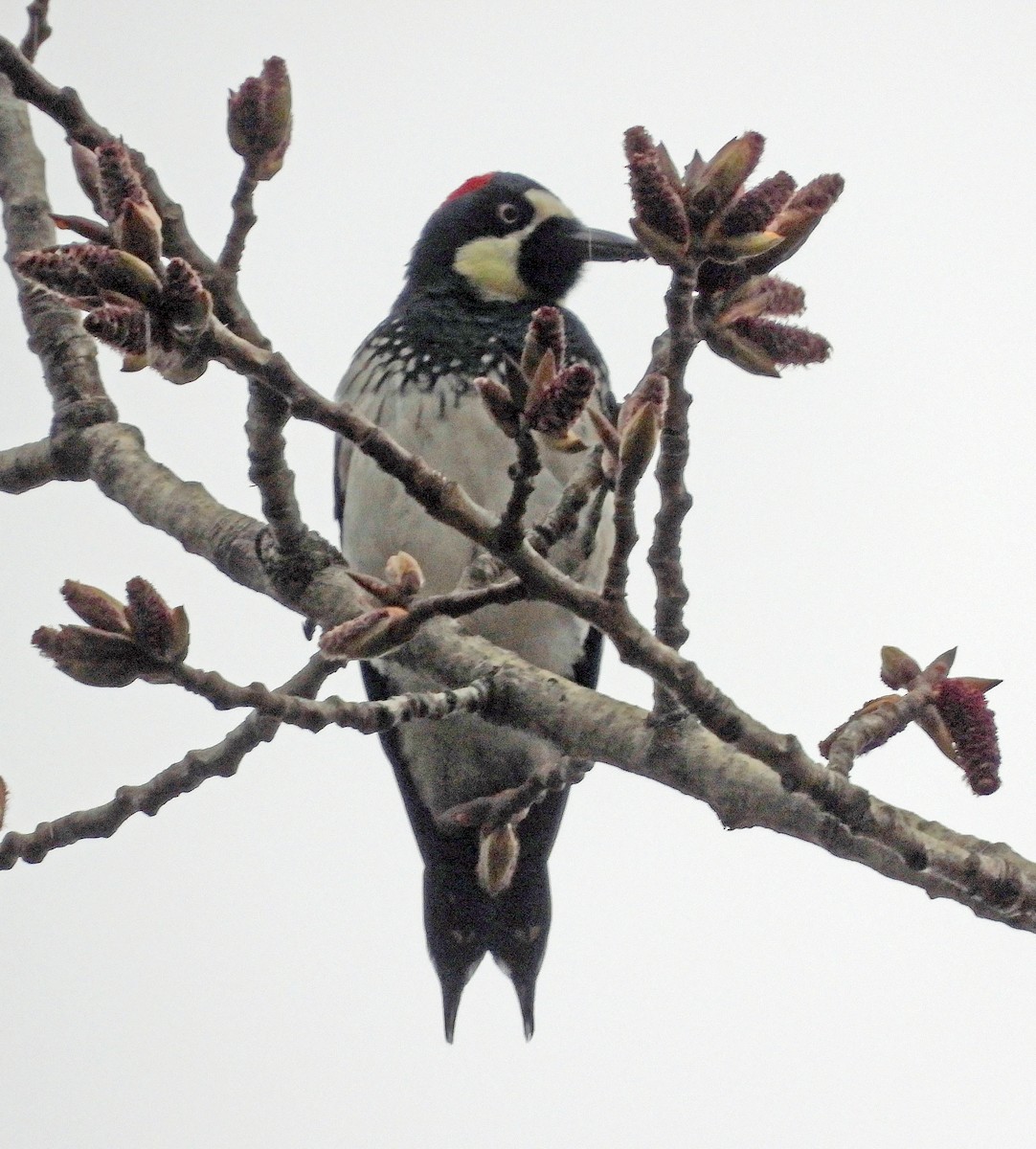 Acorn Woodpecker - ML615867762