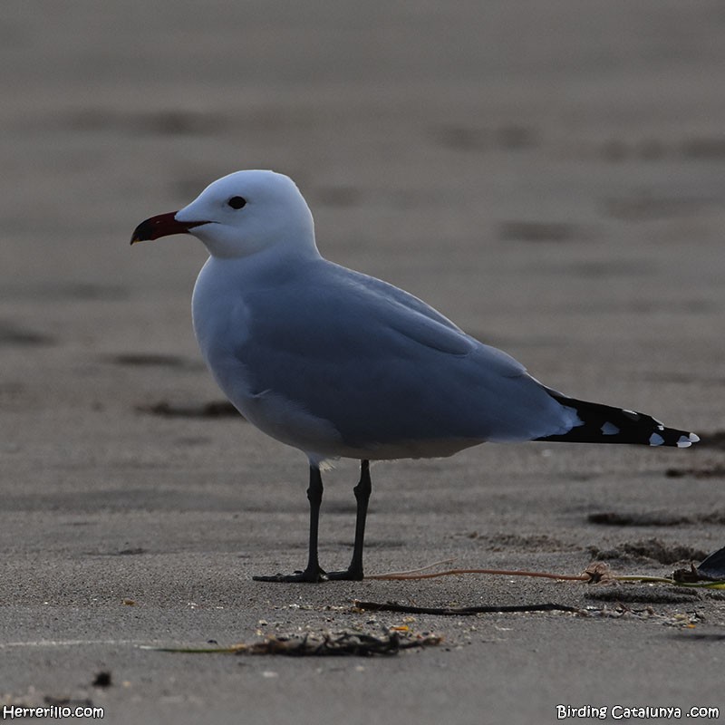 Audouin's Gull - ML615867857