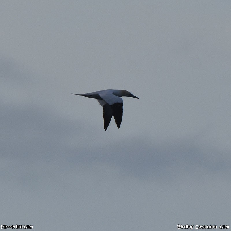 Northern Gannet - ML615867858
