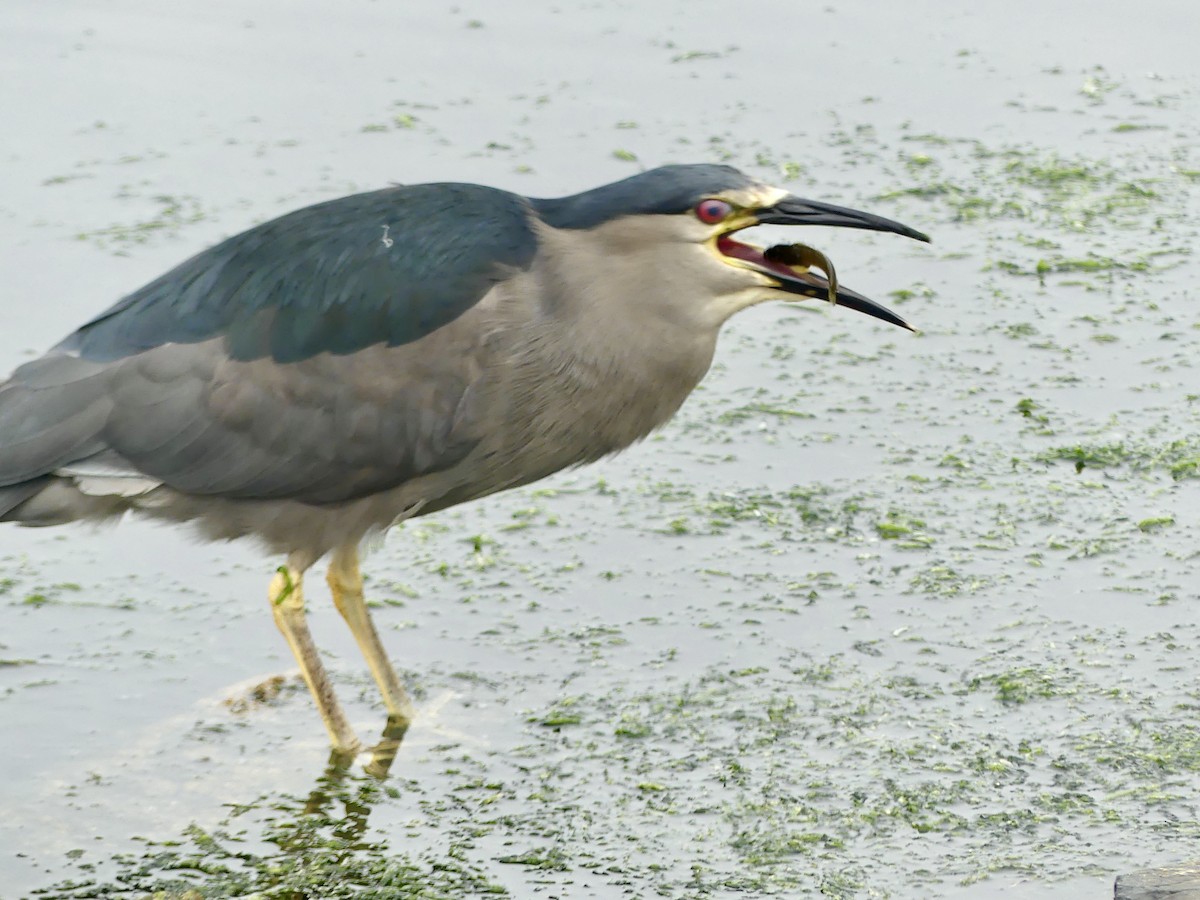 Black-crowned Night Heron - ML615867868