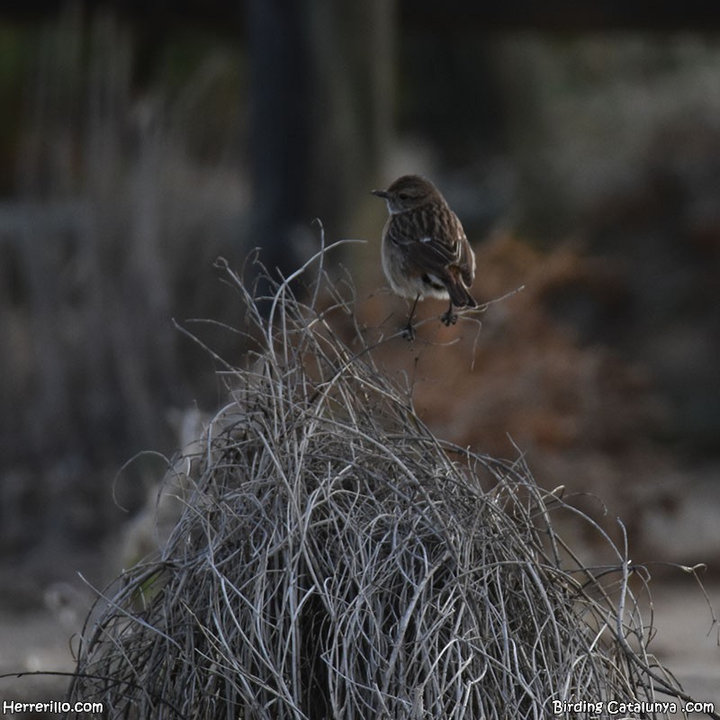 European Stonechat - ML615867897