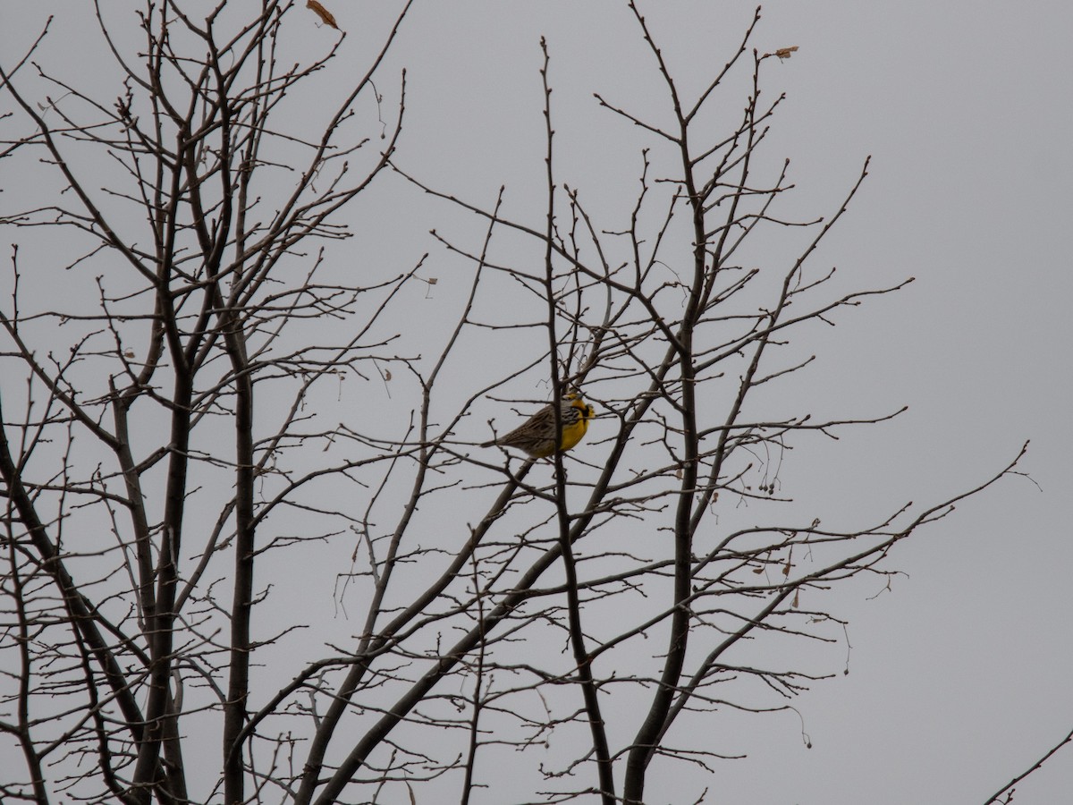 Eastern Meadowlark - ML615867932