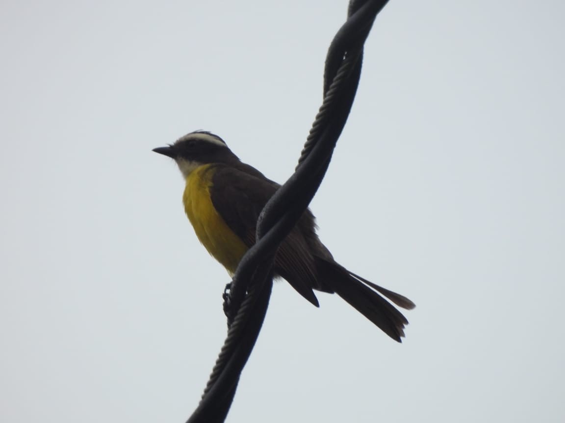 Rusty-margined/Social Flycatcher - ML615867998