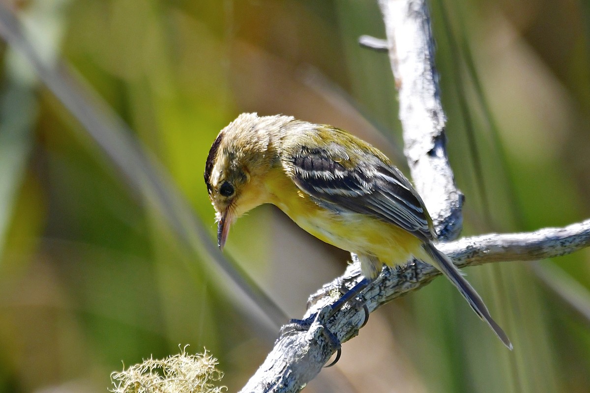 Crested Doradito - ML615868160