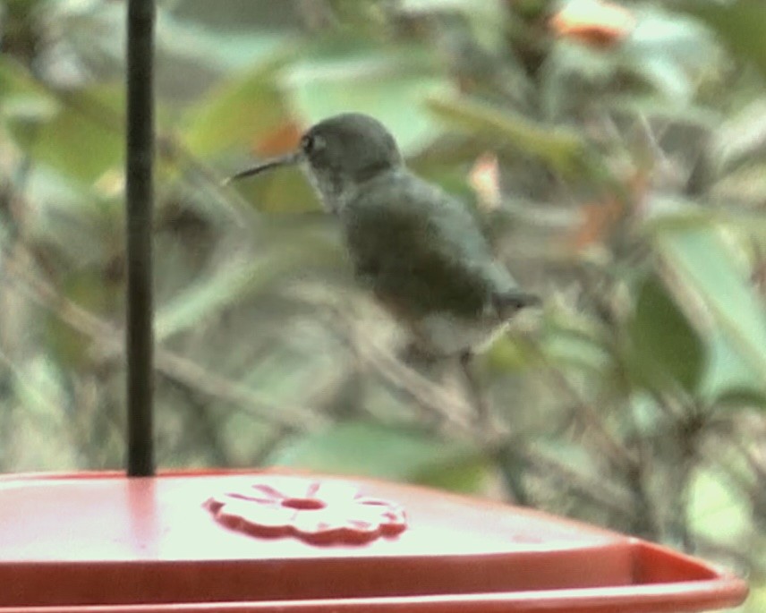 Calliope Hummingbird - ML615868164